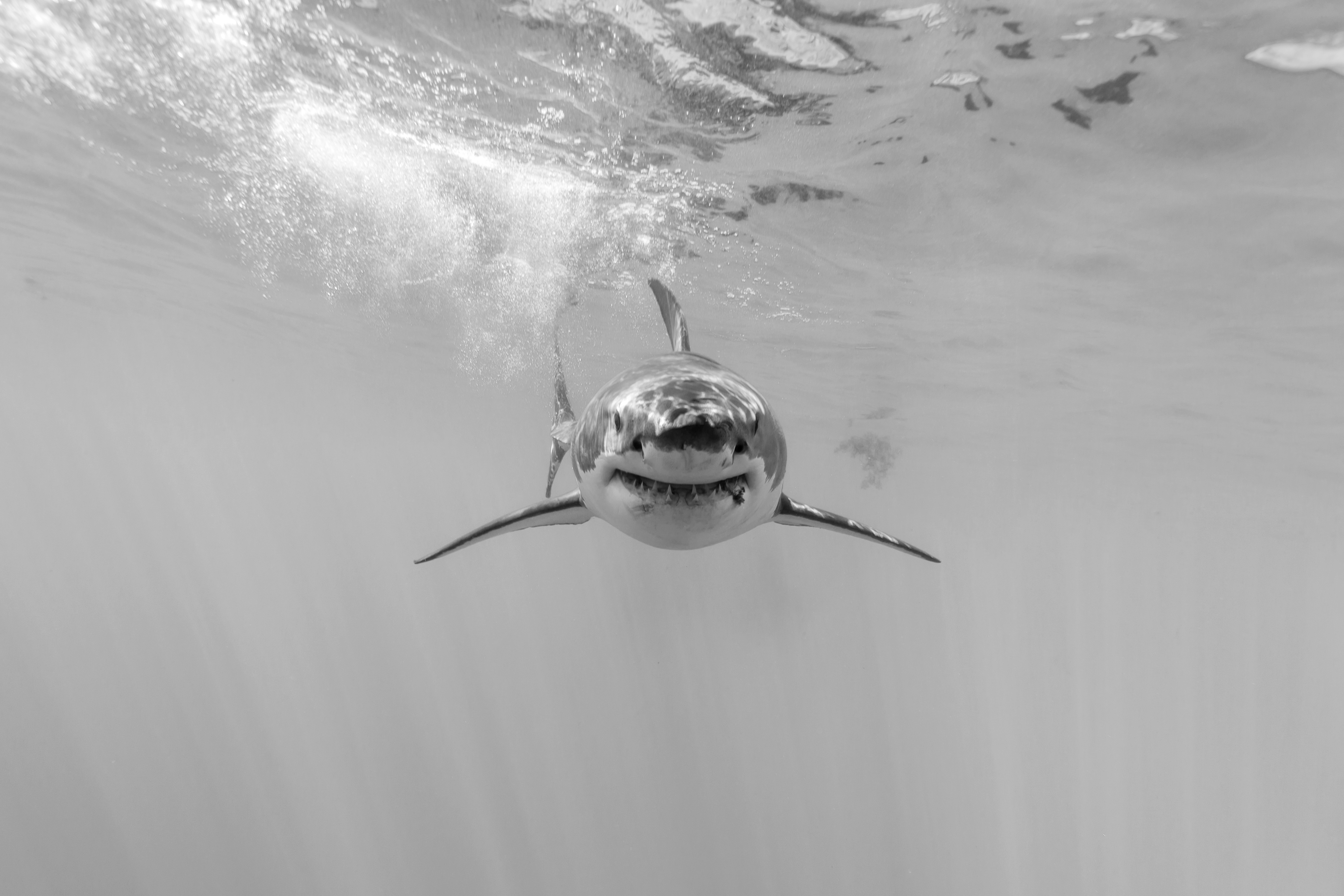 Shark 4k Ultra HD Wallpaper