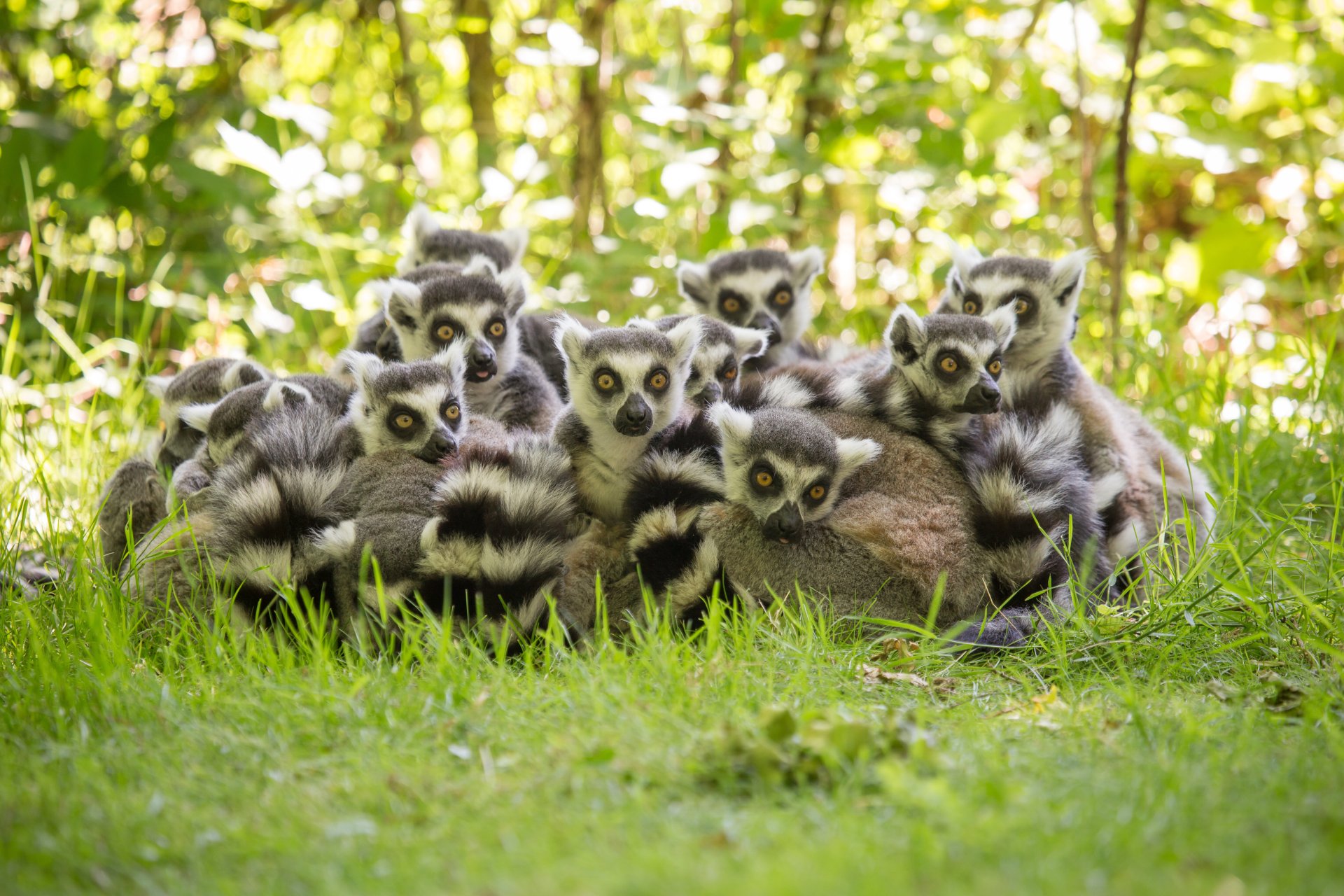 Download Cute Animal Lemur 4k Ultra HD Wallpaper