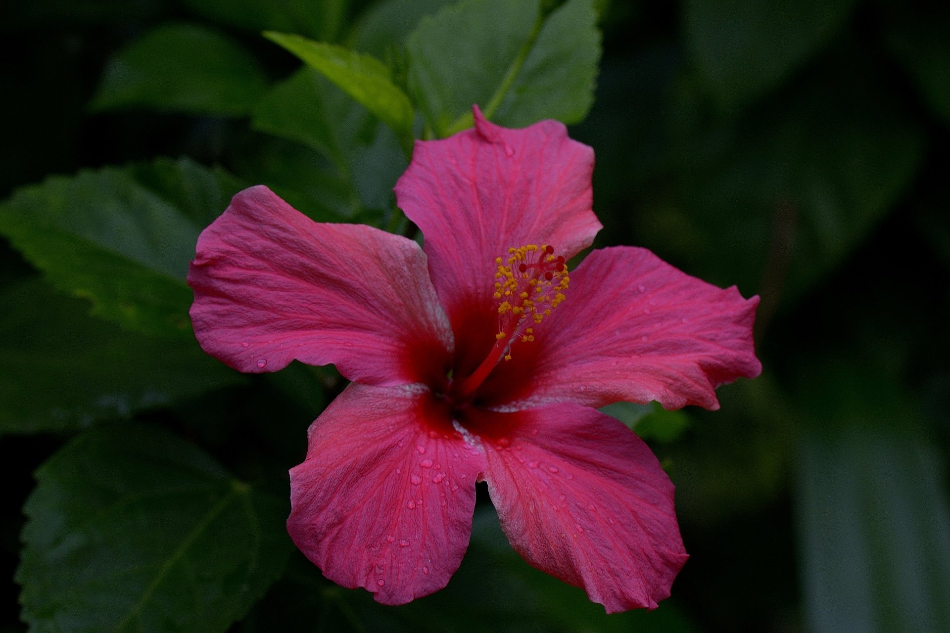 Download Pink Flower Flower Nature Hibiscus 4k Ultra HD Wallpaper