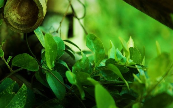 Nature Leaf Green Plant HD Wallpaper | Background Image