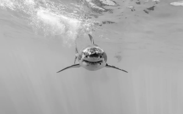 A striking black and white underwater image of a shark gliding through the water, showcasing the beauty of sea life in stunning 4K Ultra HD resolution.