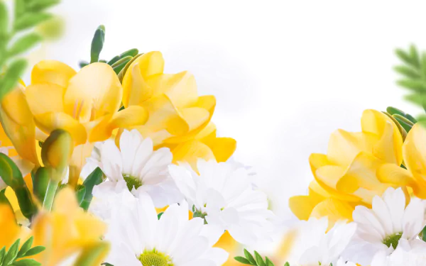 Vibrant yellow and white chrysanthemum flowers with green foliage on a bright white backdrop — nature-themed 4K Ultra HD PC desktop wallpaper.