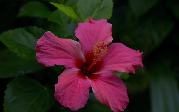  Pink Hibiscus