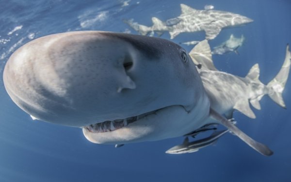 Animal Shark Sharks Sea Life Underwater Close-Up HD Wallpaper | Background Image
