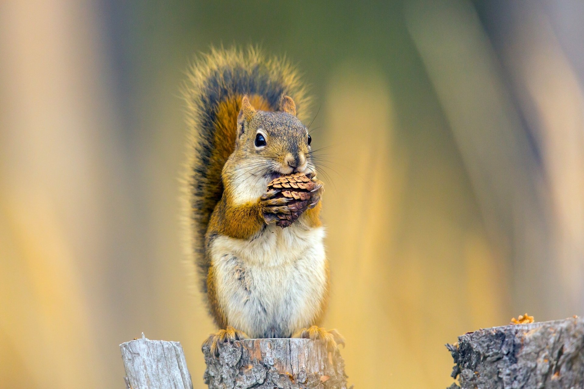 HD desktop wallpaper featuring a close-up of a squirrel rodent eating while perched on a tree stump against a blurred natural background.