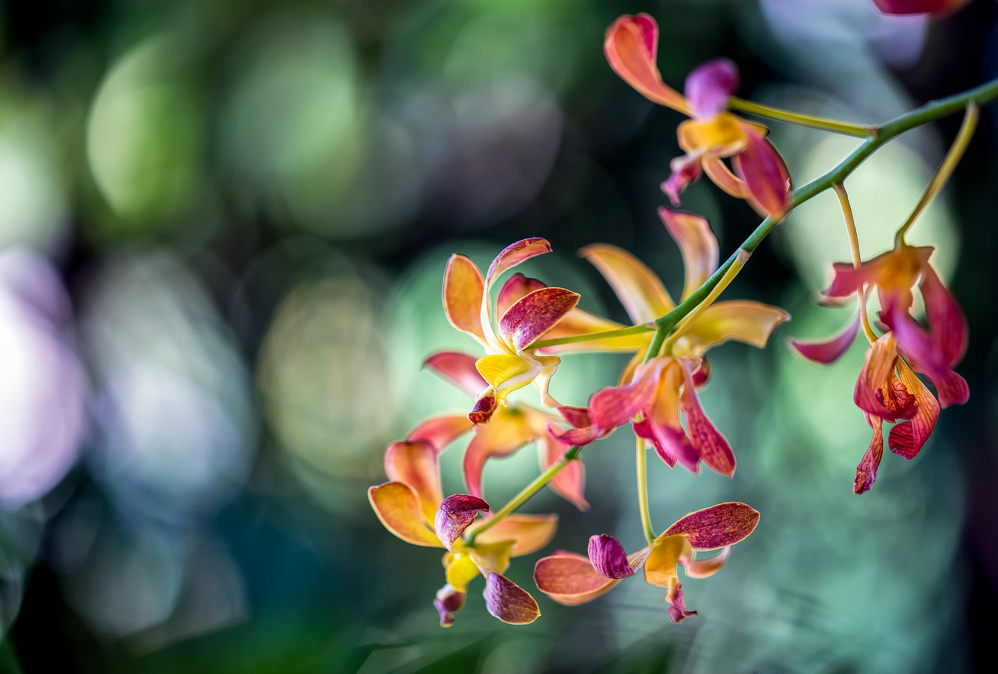Download Flower Close-up Bokeh Nature Orchid HD Wallpaper