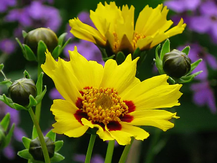  Yellow Flowers