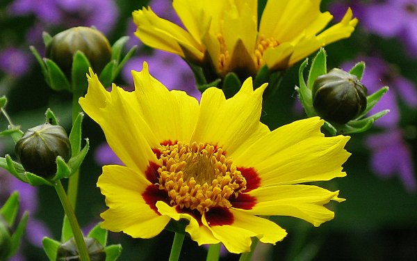Nature Flower Flowers Yellow Flower HD Wallpaper | Background Image