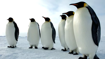 penguin movie March Of The Penguins HD Desktop Wallpaper | Background Image
