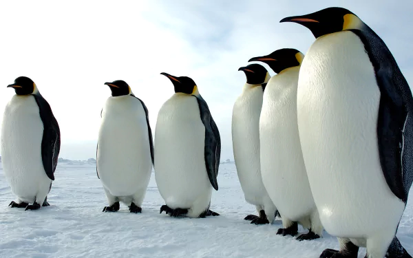 penguin movie March Of The Penguins HD Desktop Wallpaper | Background Image