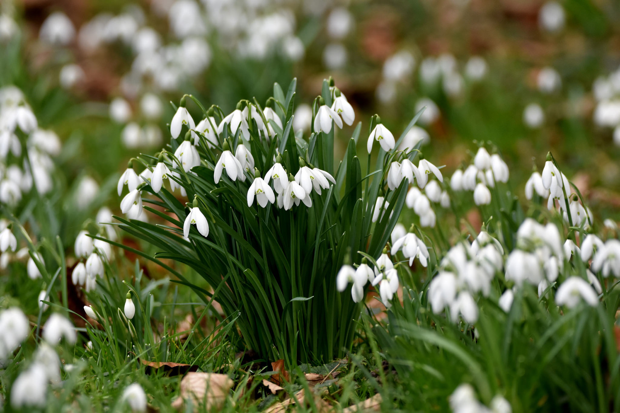 Download White Flower Flower Nature Snowdrop HD Wallpaper