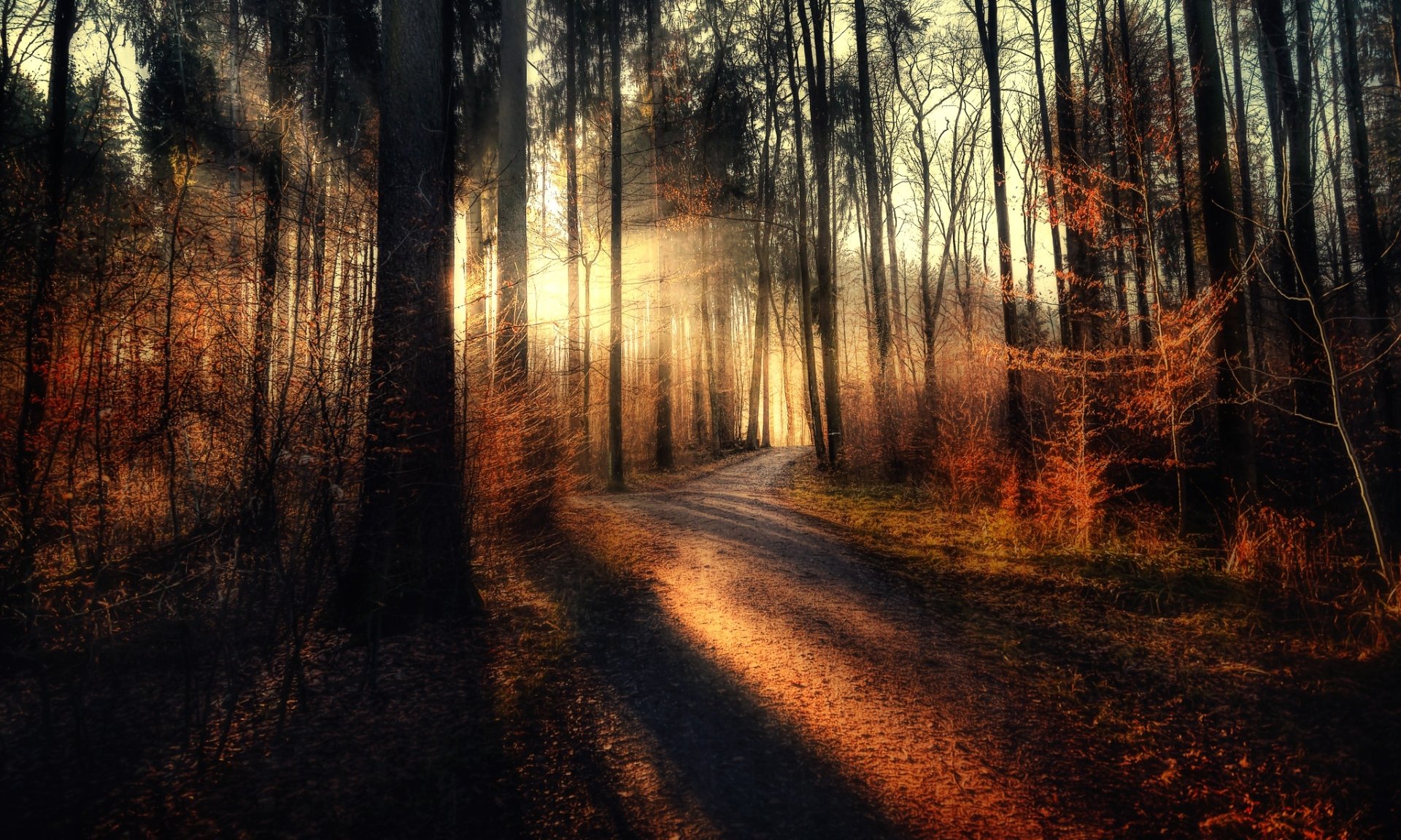 Download Forest Path Tree Nature Sunbeam HD Wallpaper