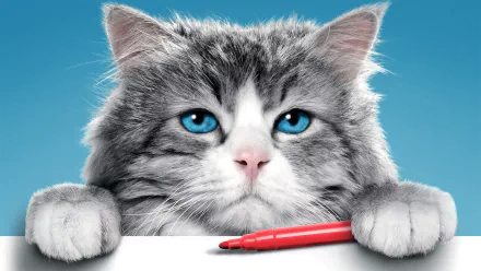 cat movie Nine Lives HD Desktop Wallpaper | Background Image