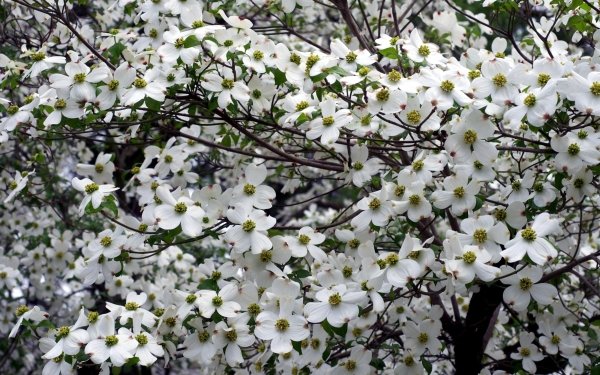 Nature Flower Flowers Blossom Dogwood White White Flower HD Wallpaper | Background Image