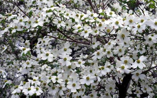  Dogwood Tree Branches