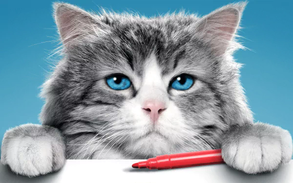 cat movie Nine Lives HD Desktop Wallpaper | Background Image