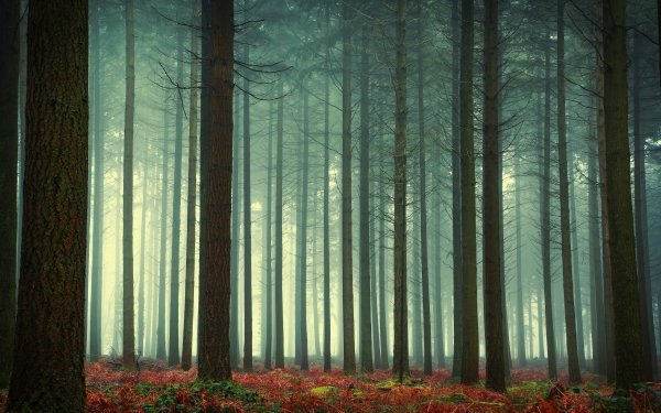 Nature Fog Tree Forest HD Wallpaper | Background Image
