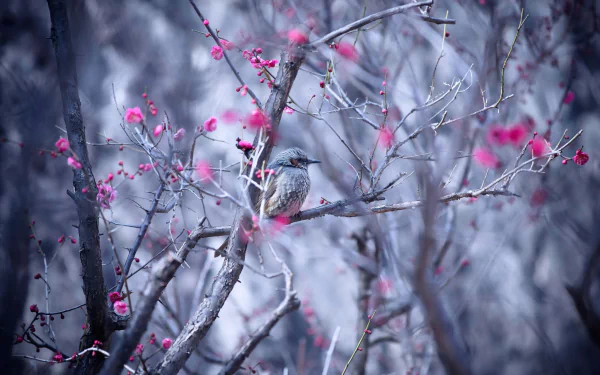 branch bird Animal starling HD Desktop Wallpaper | Background Image