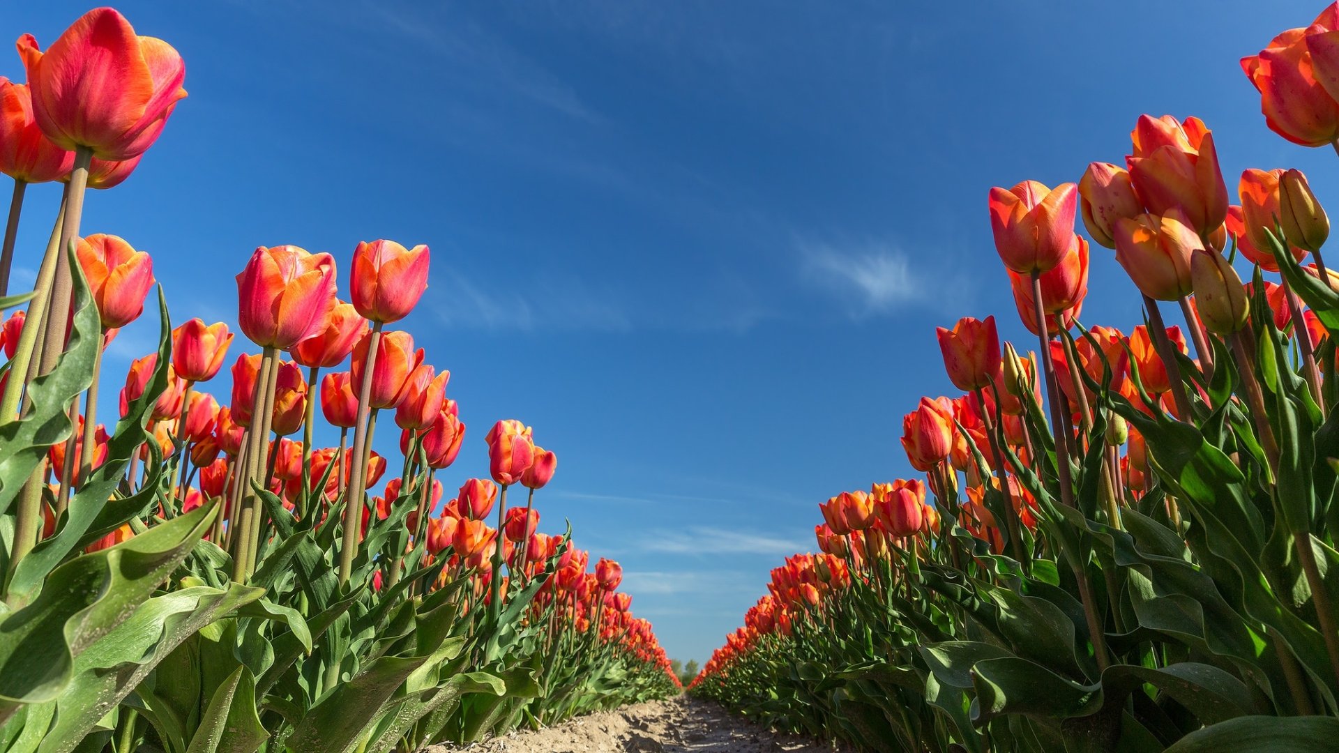 Download Red Flower Field Summer Flower Nature Tulip HD Wallpaper ...