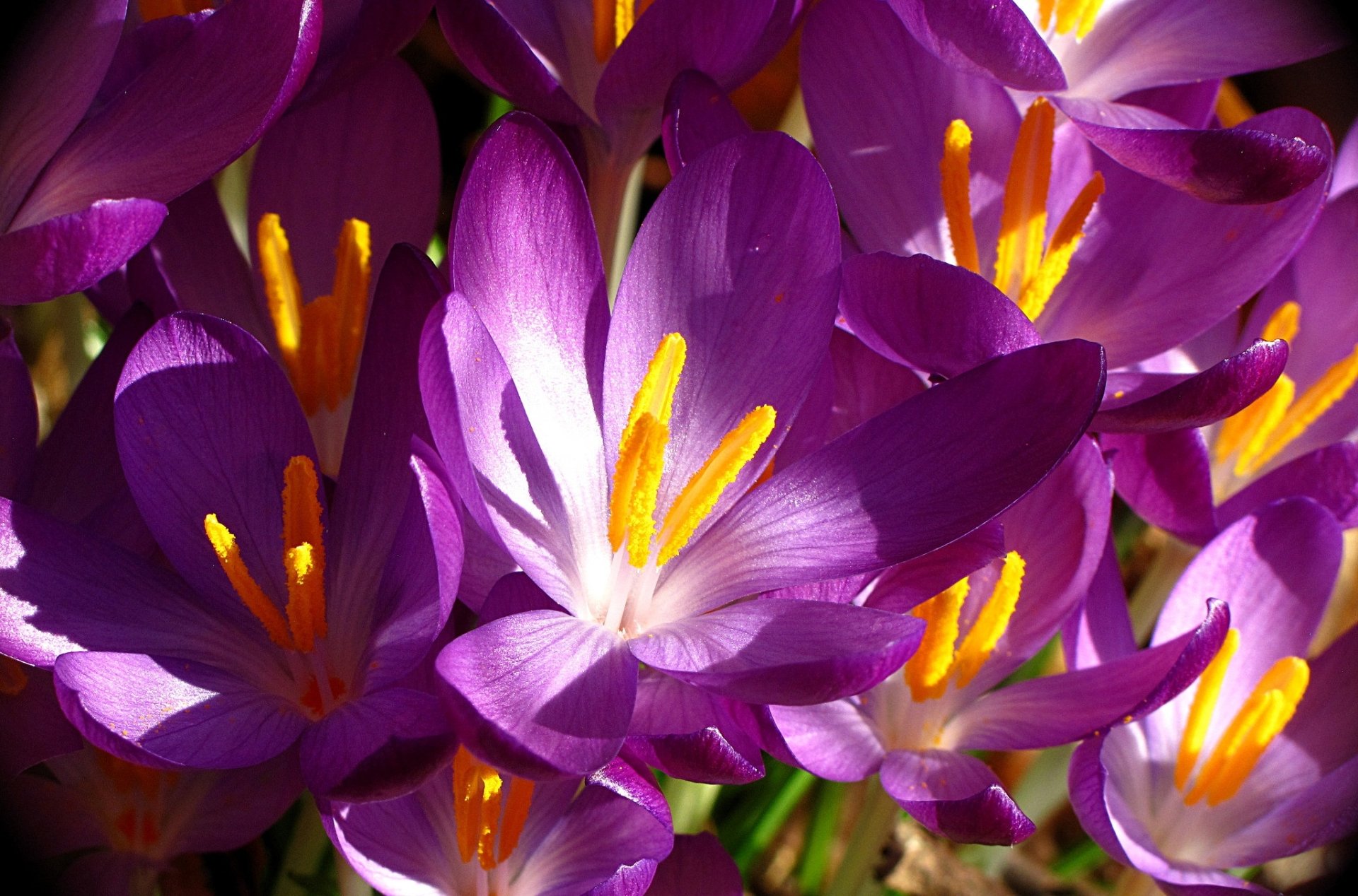 Crocus HD Wallpaper