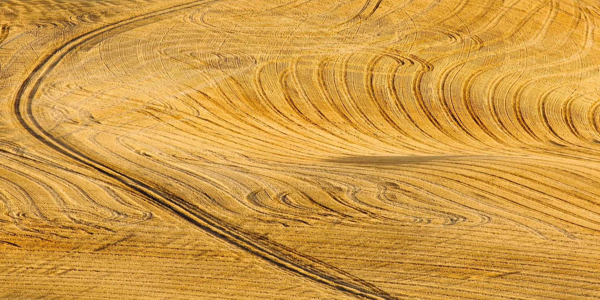 Aerial view of a vast golden corn field with intricate patterns, captured in stunning 4K Ultra HD.
