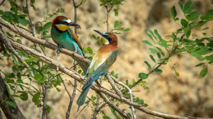 Two colorful European bee-eater birds perched on a leafy branch, vivid HD PC desktop wallpaper background showcasing turquoise, chestnut and yellow plumage.