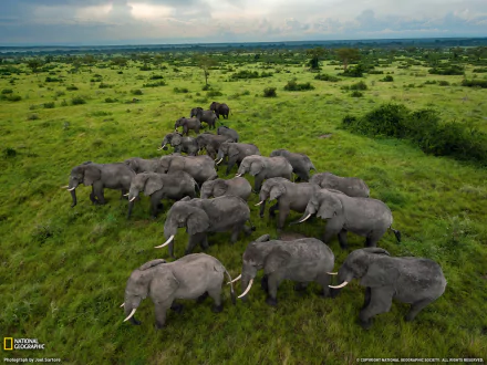  Elephants in the Serengeti by Joel Sartore