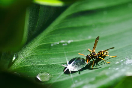 insect leaf water drop macro Animal wasp HD Desktop Wallpaper | Background Image