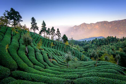 Lush green tea plantation terraces stretch across rolling hills with trees and distant mountains under a clear sky in this vibrant 4K Ultra HD nature landscape.