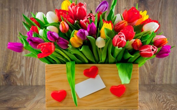 Man Made Flower Tulip Purple Flower Red Flower White Flower Yellow Flower Heart HD Wallpaper | Background Image