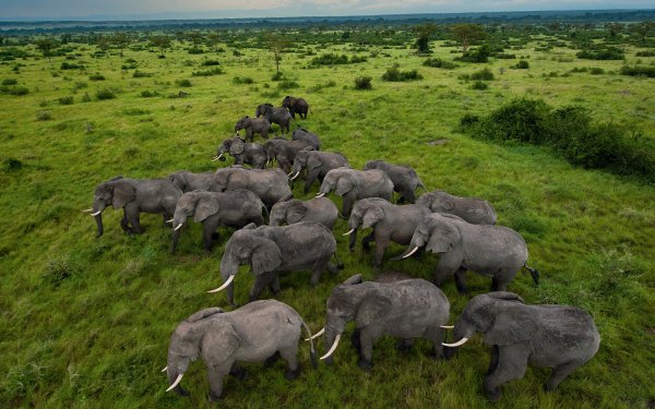 Animal African bush elephant Elephants Herd HD Wallpaper | Background Image