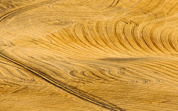 Aerial view of a vast golden corn field with intricate patterns, captured in stunning 4K Ultra HD.