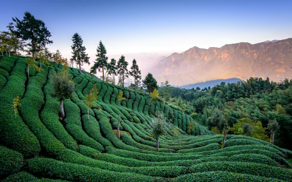 Lush green tea plantation terraces stretch across rolling hills with trees and distant mountains under a clear sky in this vibrant 4K Ultra HD nature landscape.