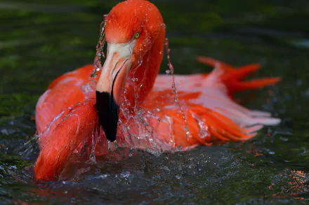 beak bird Animal flamingo HD Desktop Wallpaper | Background Image