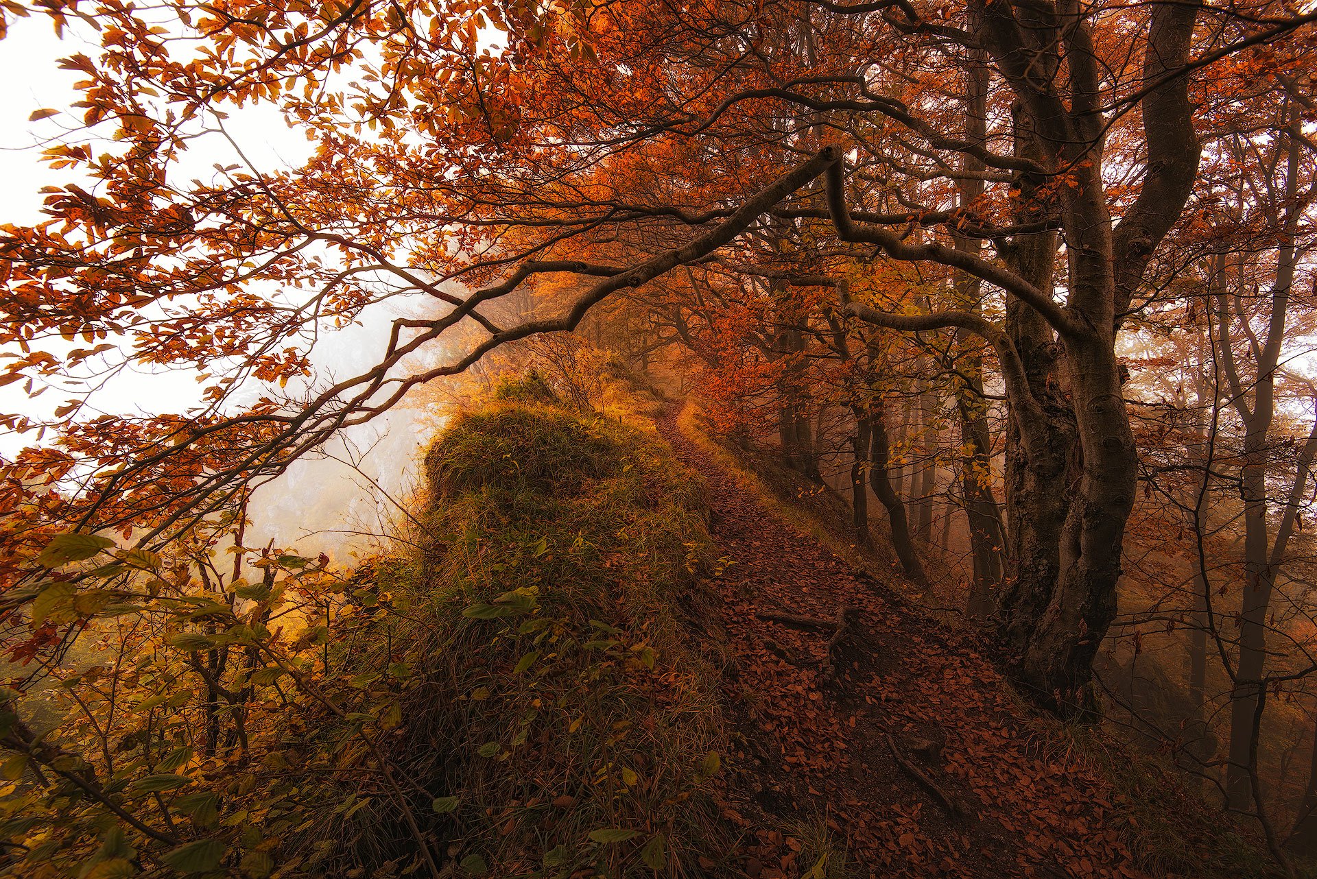 Download Fall Tree Nature Path HD Wallpaper by Janek Sedlář