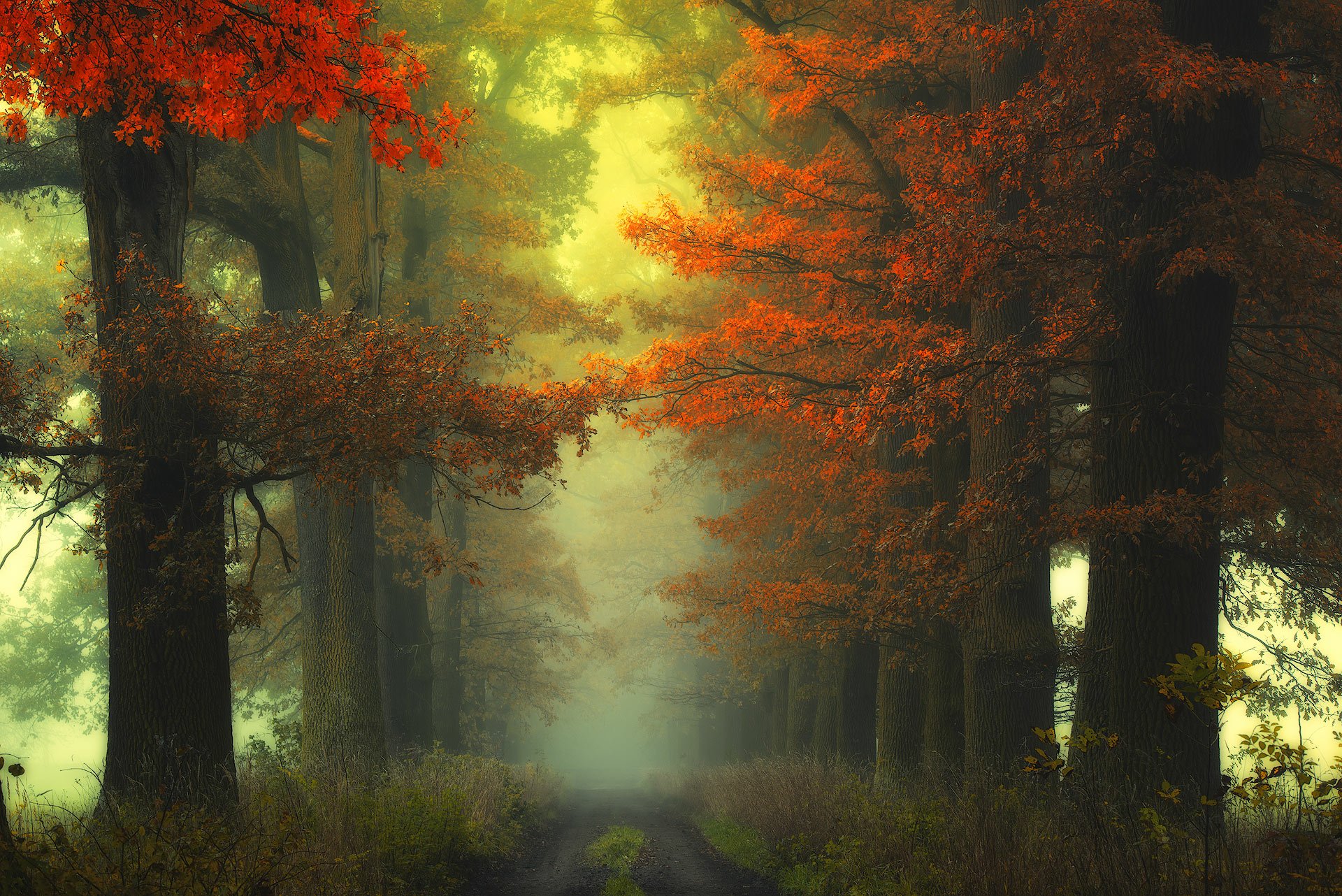 HD desktop wallpaper of a foggy, tree-lined dirt road, featuring vivid fall foliage.