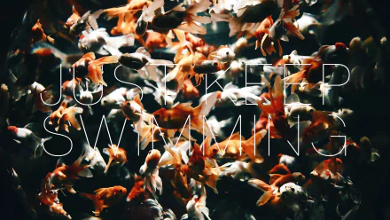 goldfish fish Finding Nemo Misc quote HD Desktop Wallpaper | Background Image