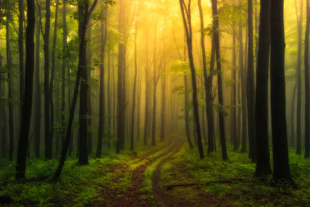 HD PC desktop wallpaper: misty forest path winding through tall trees, morning fog and golden light filtering through lush green nature
