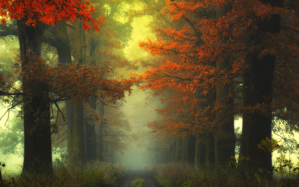 HD desktop wallpaper of a foggy, tree-lined dirt road, featuring vivid fall foliage.