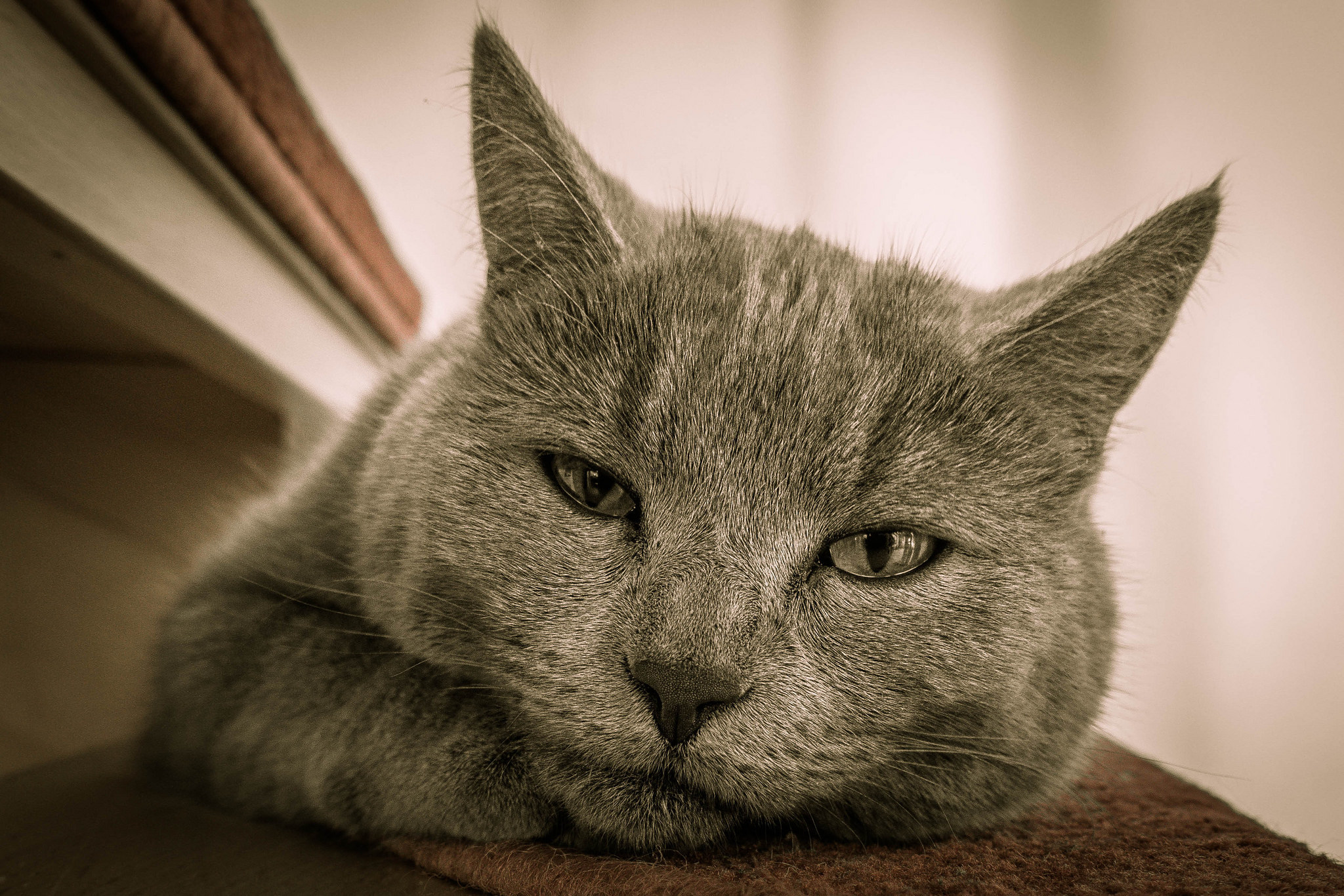 Download Stare Close-up Animal Cat HD Wallpaper