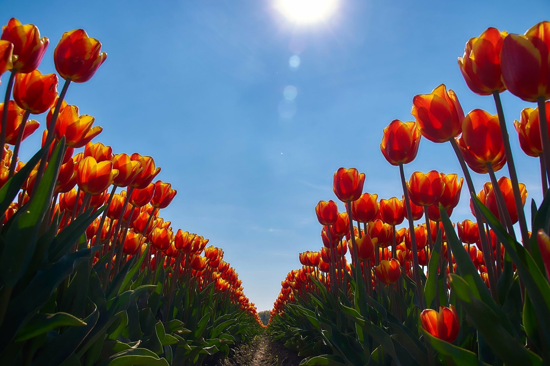 Download Orange Flower Flower Nature Tulip 4k Ultra HD Wallpaper