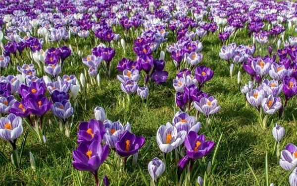 Earth Crocus Flowers Flower Spring Purple Flower HD Wallpaper | Background Image