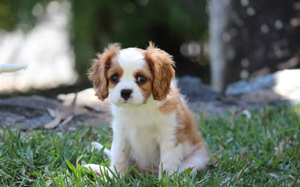 Cute Cavalier King Charles Spaniel puppy on grass, brown-and-white spaniel animal portrait — 4K Ultra HD PC desktop wallpaper/background.
