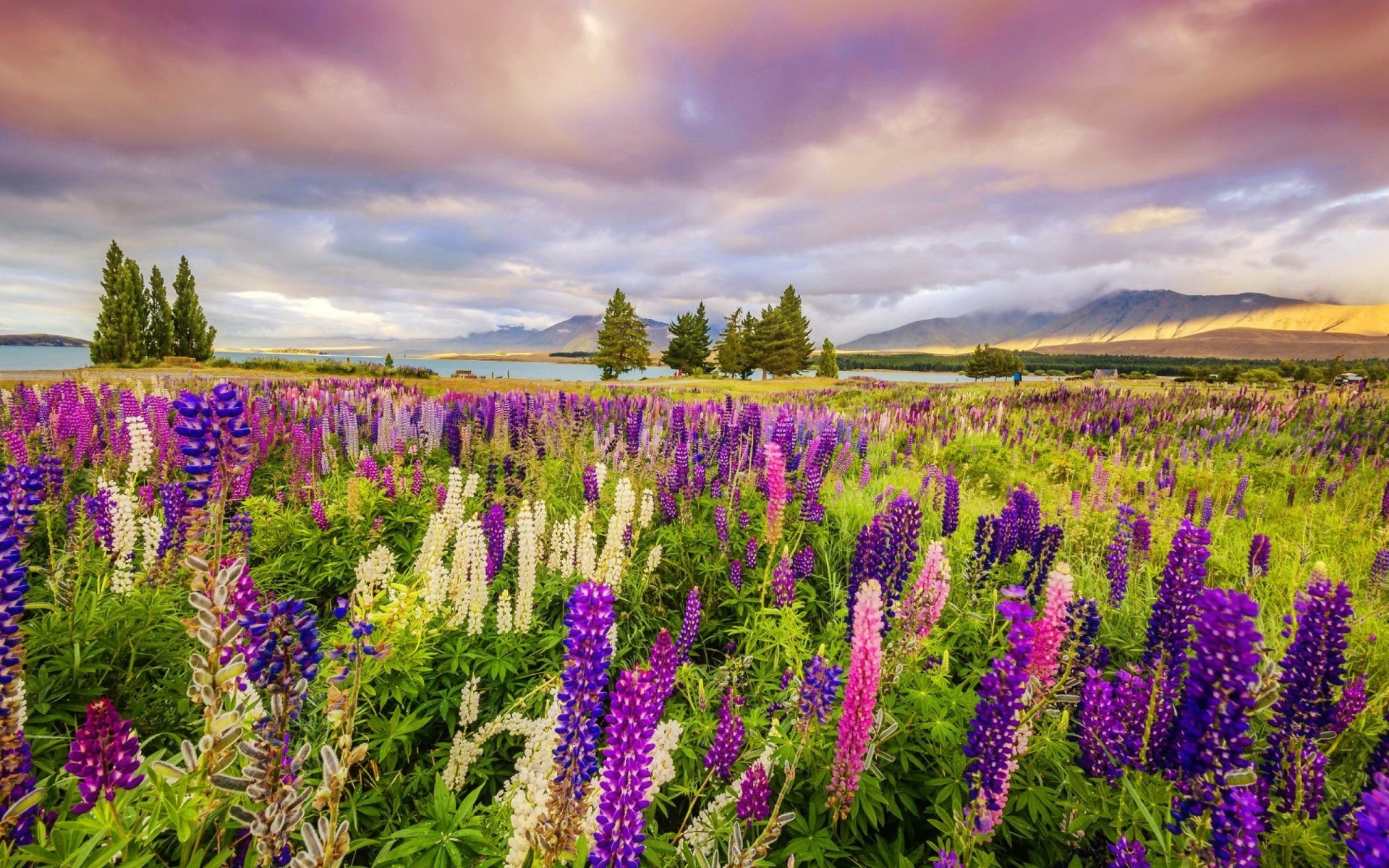 Download Purple Flower Field Flower Nature Lupine HD Wallpaper