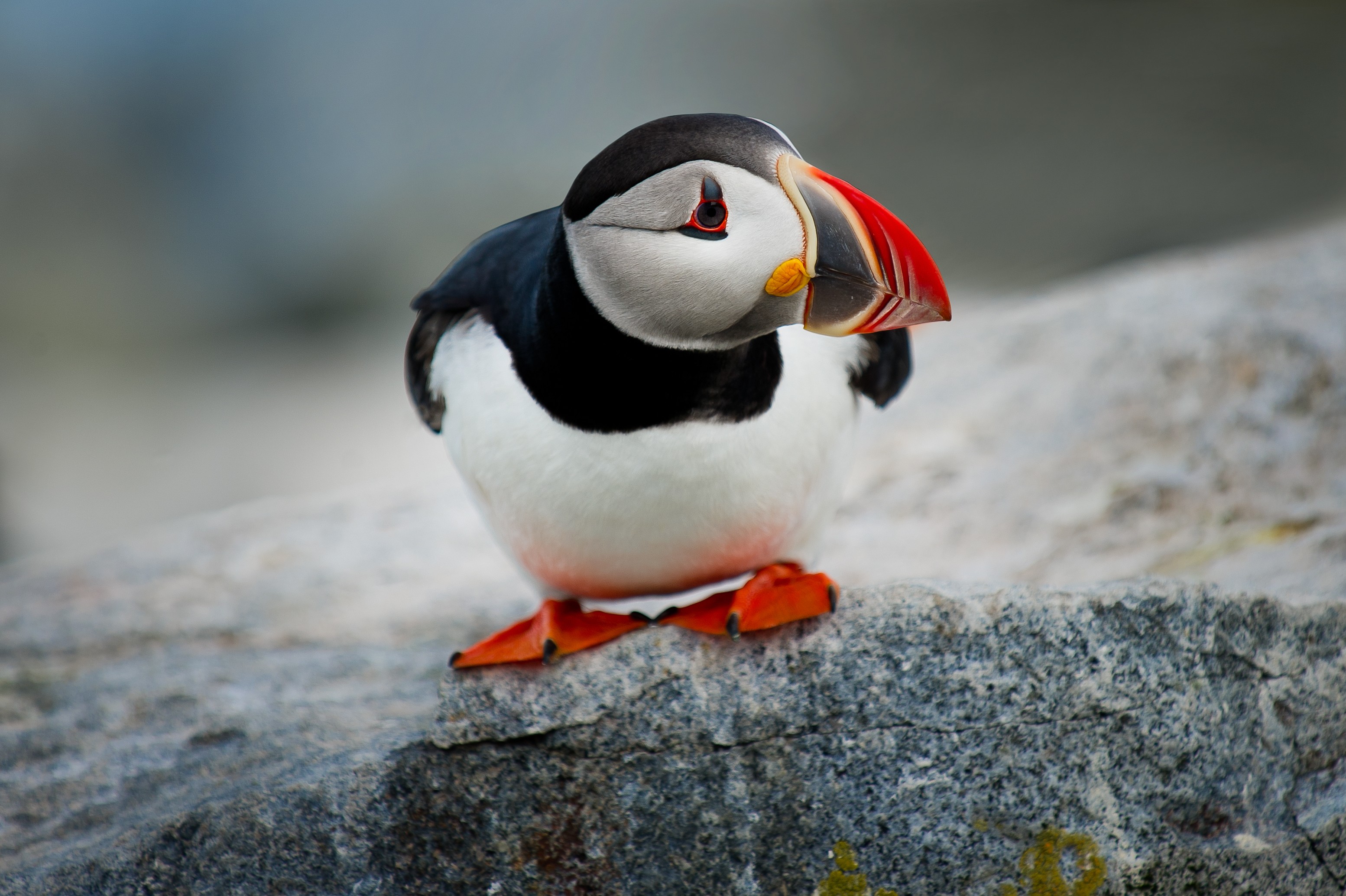 Cute Puffin