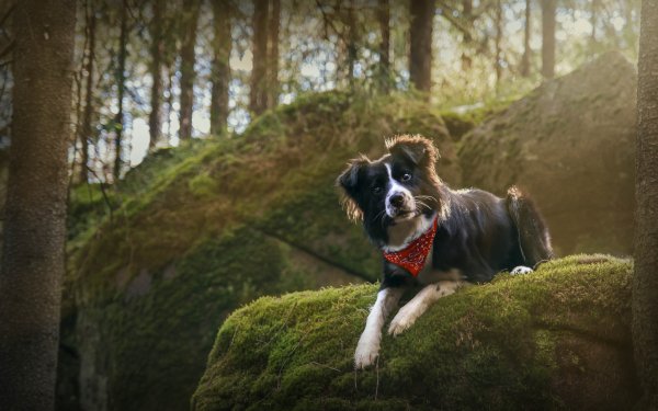 Animal Border Collie Dogs Dog Forest HD Wallpaper | Background Image