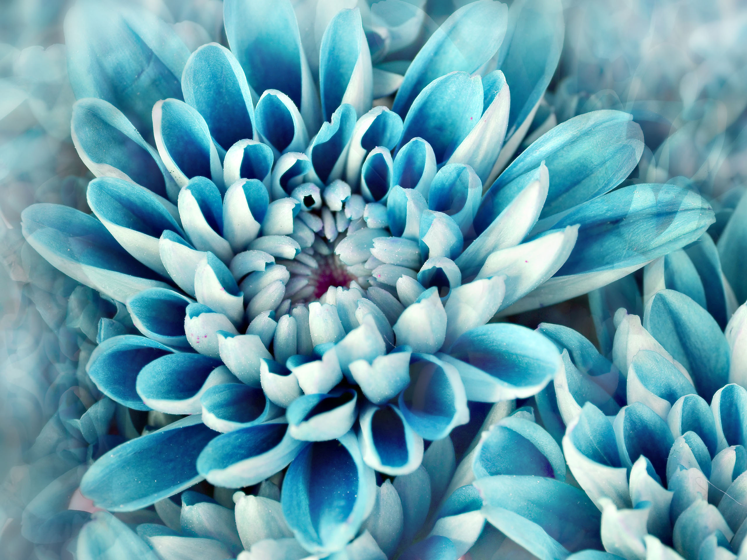 Discover 145+ blue dahlia flower wallpaper latest - 3tdesign.edu.vn