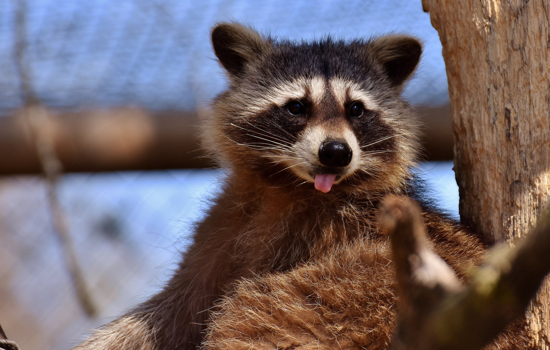 Download Zoo Animal Raccoon 4k Ultra HD Wallpaper