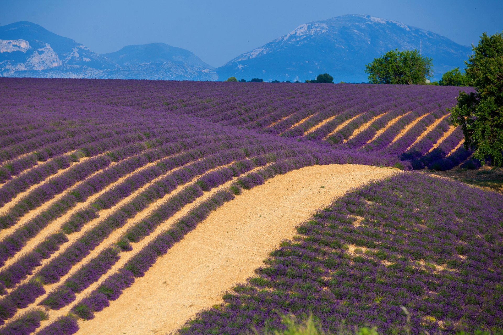 Nature Lavender 4k Ultra HD Wallpaper