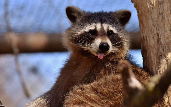 zoo Animal raccoon HD Desktop Wallpaper | Background Image